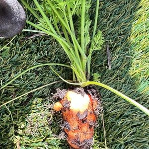 Meet your Posher, Noelle